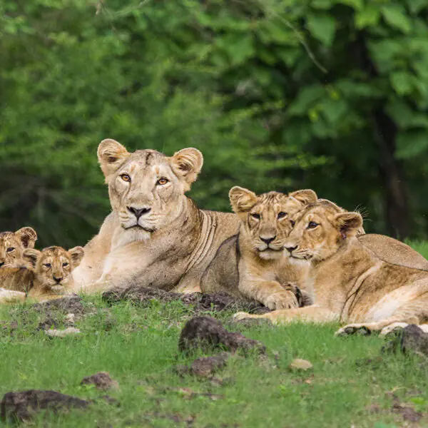 Sasan Gir