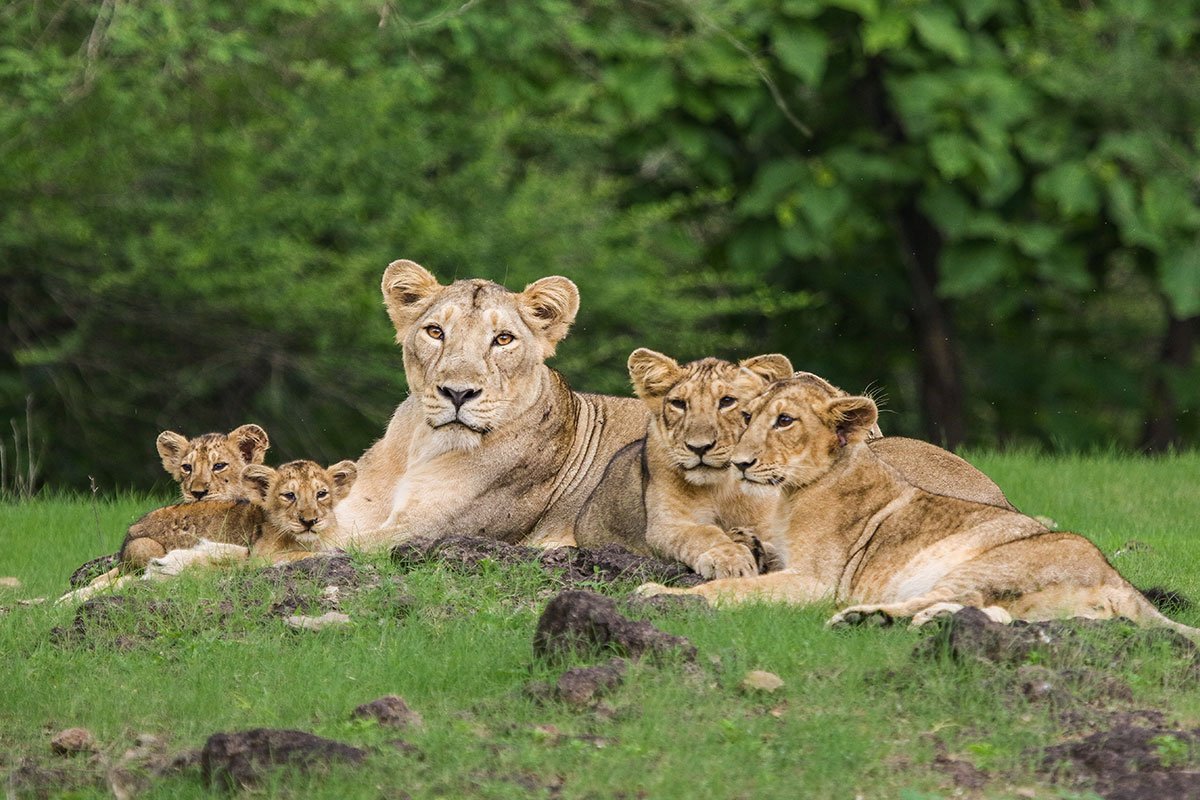 Sasan Gir